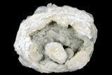 Fossil Clam with Fluorescent Calcite Crystals - Ruck's Pit, FL #177745-1
